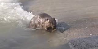 Castor en el río Ebro en Zaragoza